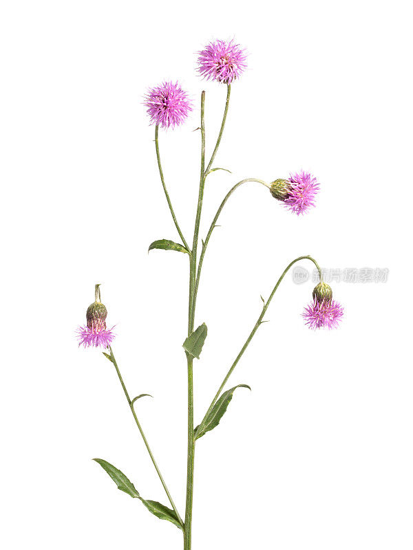 苣苦菜(Cirsium arvense)